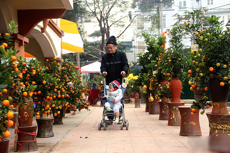 Cây quất độc nhất được ngã giá trăm triệu chưa bán